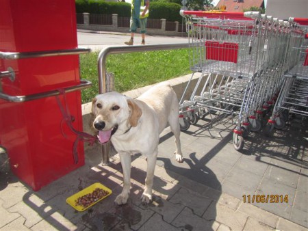 Pes - další labrador